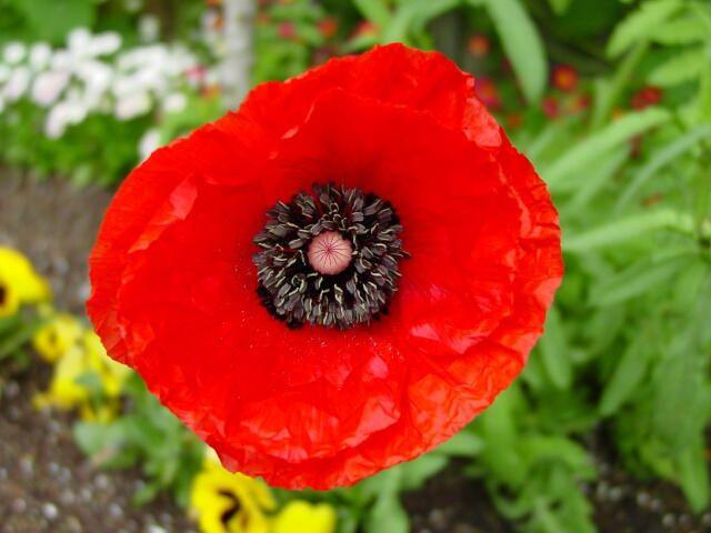 corn poppy
